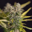 Apple Fritter Automatic (Zamnesia Seeds) feminizada