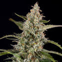 Purple Haze Automatic (Zamnesia Seeds) feminizada