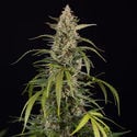 Purple Haze Automatic (Zamnesia Seeds) feminizada