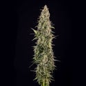 Purple Haze Automatic (Zamnesia Seeds) feminizada