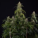 Purple Haze Automatic (Zamnesia Seeds) feminizada