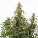 Purple Haze Automatic (Zamnesia Seeds) feminizada