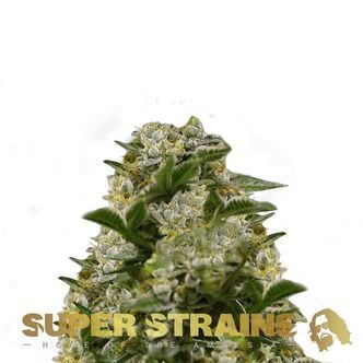 Ibiza Farmers (Super Strains) feminizada