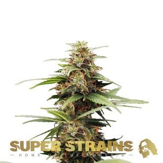 Hermana de la Noche (Super Strains) feminizada