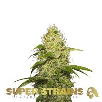 La Jefa (Super Strains) feminizada