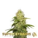 La Jefa (Super Strains) feminizada