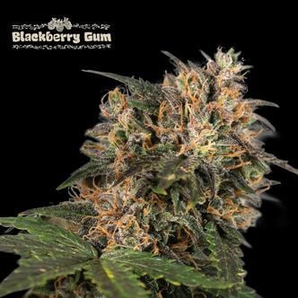 Blackberry Gum (Seedstockers) Feminizada