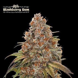 Blackberry Gum Auto (Seedstockers) feminizada