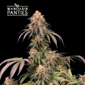 Mandarin Panties (Seedstockers) feminizada