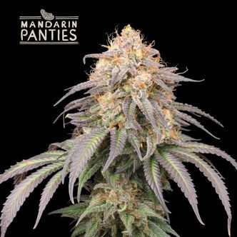 Mandarin Panties Auto (Seedstockers) feminizada