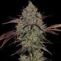 Jealousy (Zamnesia Seeds) feminizada