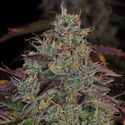 Jealousy (Zamnesia Seeds) feminizada