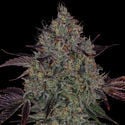 Jealousy (Zamnesia Seeds) feminizada