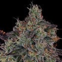 Jealousy (Zamnesia Seeds) feminizada