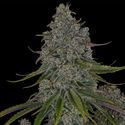 Strawberry Cough (Zamnesia Seeds) feminizada