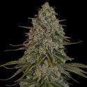 Strawberry Cough (Zamnesia Seeds) feminizada