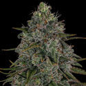 Strawberry Cough (Zamnesia Seeds) feminizada