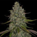 Strawberry Cough (Zamnesia Seeds) feminizada