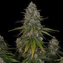 Strawberry Cough (Zamnesia Seeds) feminizada