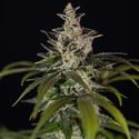 Black Orchid Automatic (Zamnesia Seeds) feminizada