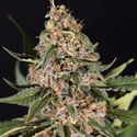 Black Orchid Automatic (Zamnesia Seeds) feminizada