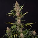 Black Orchid Automatic (Zamnesia Seeds) feminizada