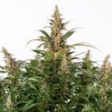 Black Orchid Automatic (Zamnesia Seeds) feminizada