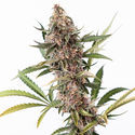 Black Orchid Automatic (Zamnesia Seeds) feminizada