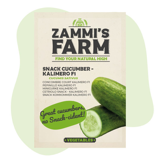 Semillas De Pepino Kalimero F Cucumis Sativus Zamnesia