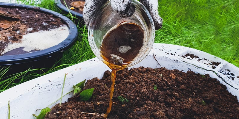 Usa El Té De Compost, El Aquafaba Y La Orina Con Moderación