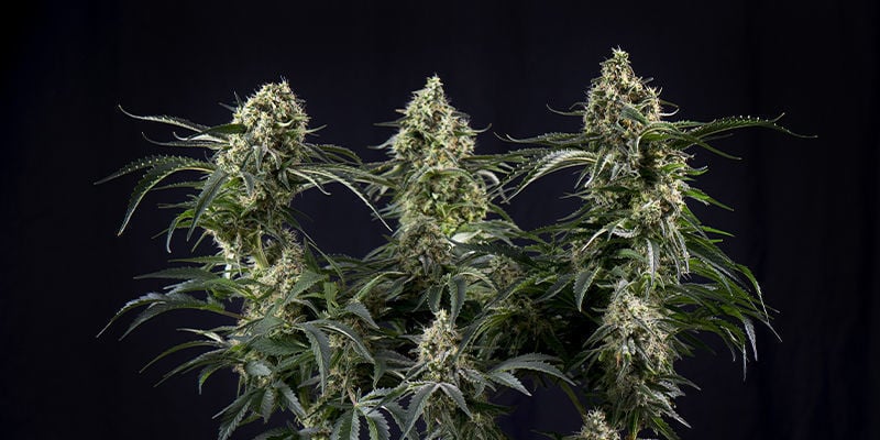 Auto White Widow de Pyramid Seeds