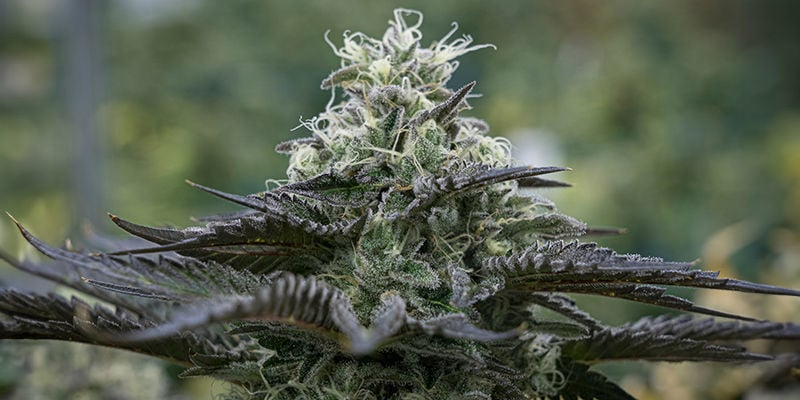 Power Plant Automatic de Zamnesia Seeds