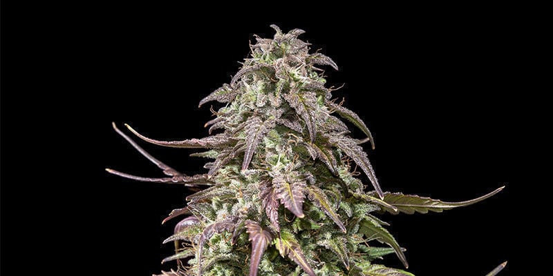 Royal Gorilla Automatic de Royal Queen Seeds