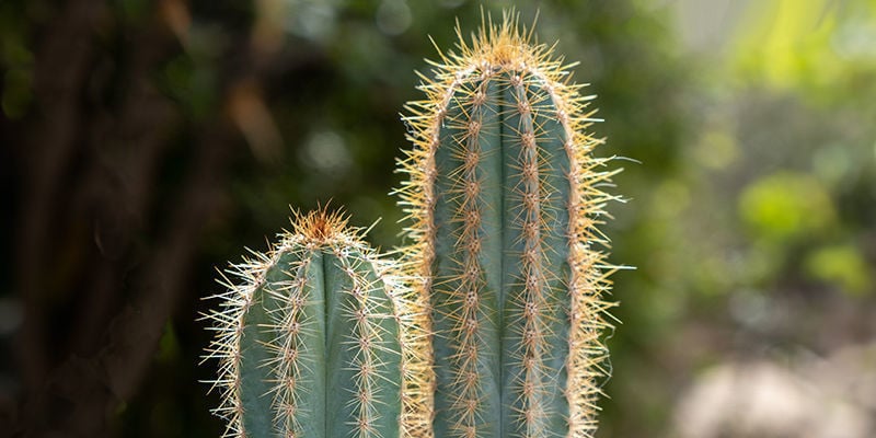 Ventajas de cultivar el cactus San Pedro