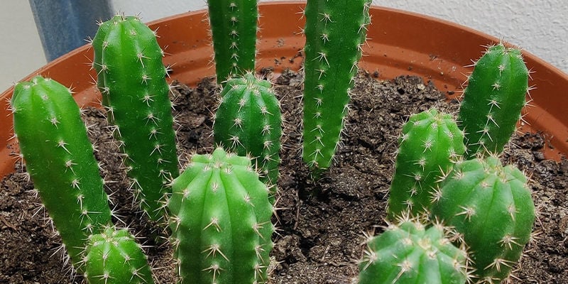 ¡Empieza a cultivar tu propio cactus San Pedro!