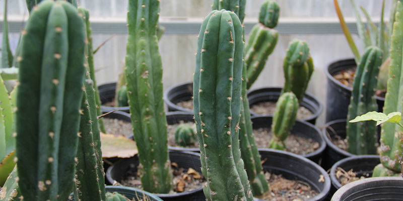 ¿Qué es el cactus San Pedro?