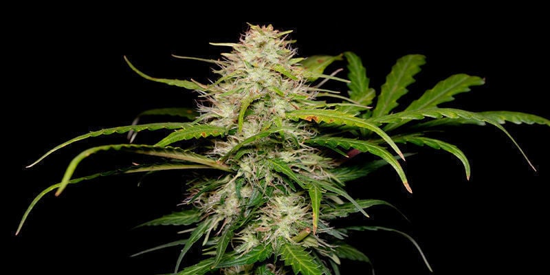 Green Love Potion de Samsara Seeds