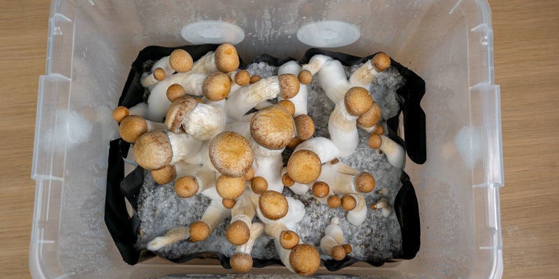 ¿Por Qué Usar Un Monotub Tek Para Cultivar Monguis?