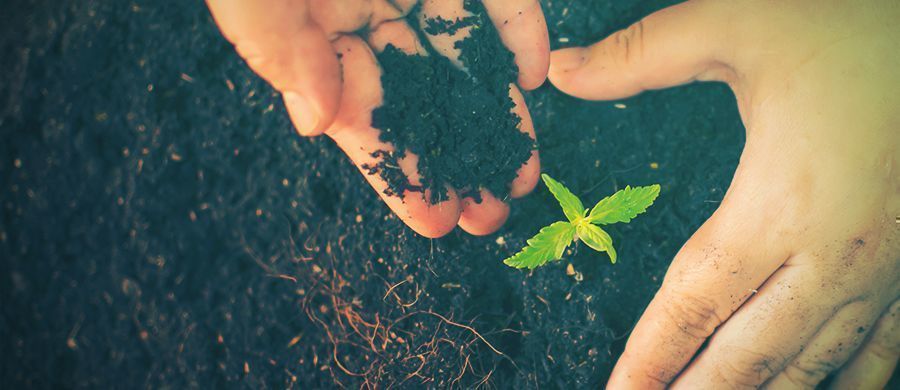 r/cannabiscultivation: Todo Lo Que Necesitas Saber Sobre El Cultivo, En Un Solo Lugar