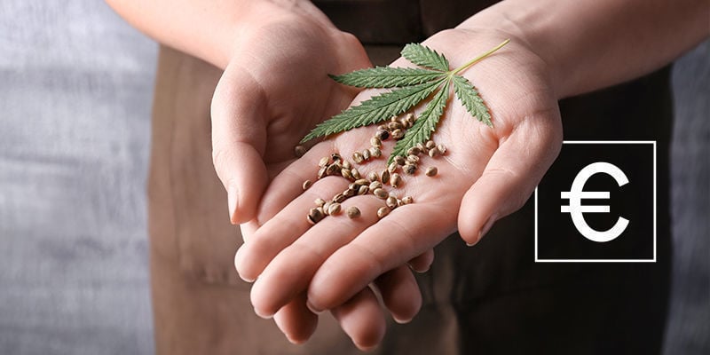 ¿Cuánto Cuestan Las Semillas De Marihuana?
