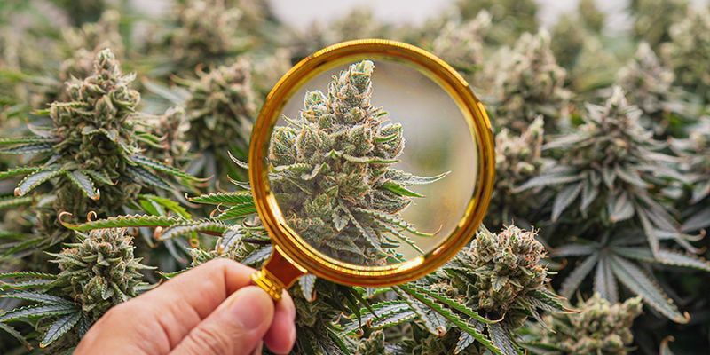 ¿Qué Novedades Hay En La Investigación Sobre Cannabis?