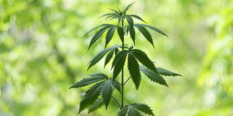 ¿Cuándo Empieza La Fase Vegetativa De La Marihuana?