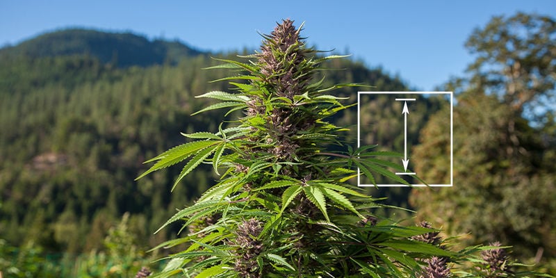 ¿Cuál Es La Planta De Cannabis Más Alta?