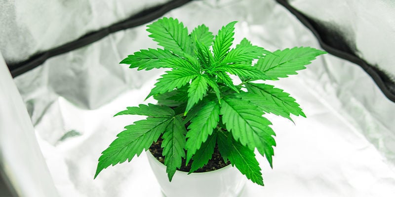 Cajas De Cultivo De Cannabis Todo En Uno