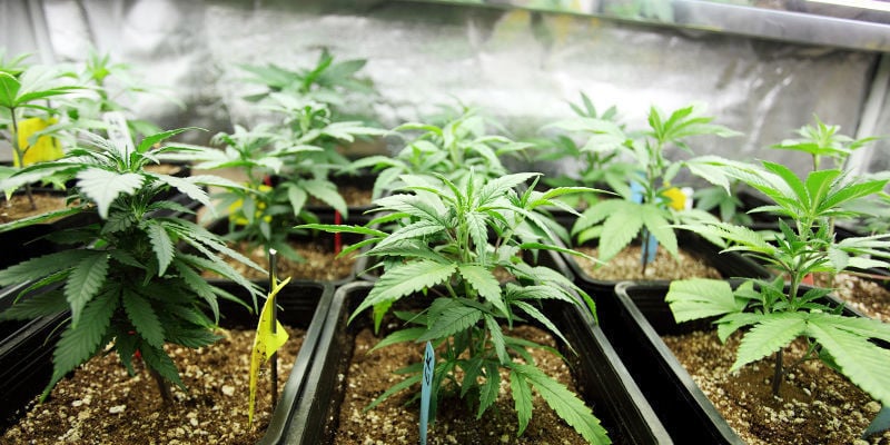 Una Nueva Era En La Tecnología Del Cultivo De Cannabis