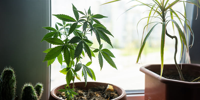 ¿Por Qué Cultivar Marihuana Junto A Una Ventana?