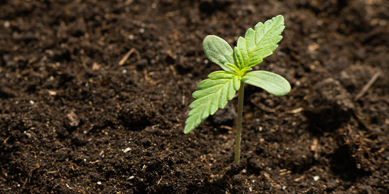 Cultivar Marihuana En El Espacio