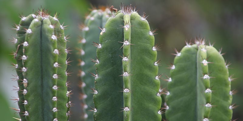 ¿Qué es el té de San Pedro y cómo se elabora tradicionalmente?