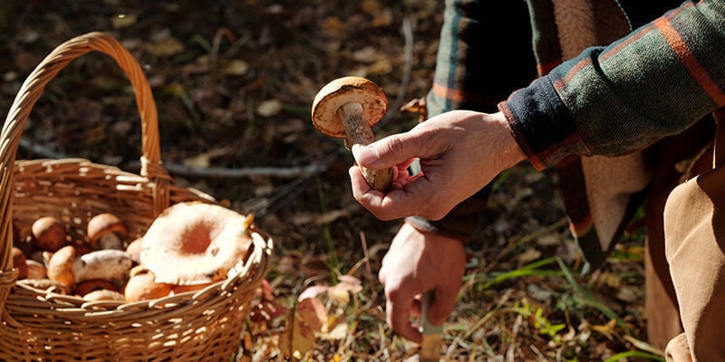 El Cultivo De Setas A Lo Largo De Los Siglos