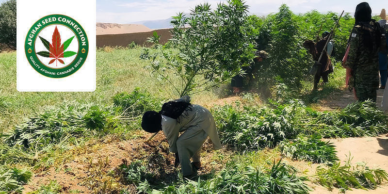 La Extraordinaria Trayectoria De Afghan Seed Connection